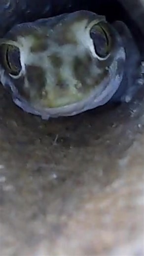 Nothing in nature goes to waste ♻️ When a male trapdoor spider reaches maturity, he ditches his burrow in search of a mate. Geckos can then use it as a new shelter, moulting their skin and even laying their eggs there.🕷 #unsw #LearnOnTikTok #Australia @UNSW Sydney