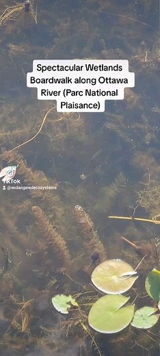 167 reactions · 26 shares | Definitely worth visiting! The spectacular wetlands boardwalk in the Plaisance National Park in Quebec (part of their SEPAQ protected areas system *different from Parks Canada's National Parks) on the Zizanie-des-Marais trail, about 40 minutes east of Ottawa and about 90 west of Montreal. #wetlands | Endangered Ecosystems Alliance | Facebook