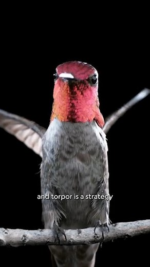 Did you know a hummingbird’s heart can beat over 1,200 times a minute? That's more than 10 times faster than the average human heart! 🐦❤️ Learn some fast facts about these amazing birds from #NatGeoExplorer and ecologist Anusha Shankar. Her research in Ecuador's varying elevations helps better predict how environmental changes will impact their range. | National Geographic Society