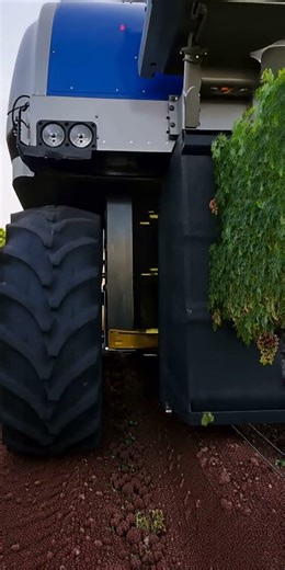 Grape Harvesting Machine in Lush Vineyards | Realistic Farming #harvest #agriculture #grapefarm