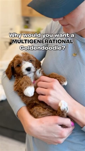 Utah Goldendoodles on Instagram: "What is a Multigen Goldendoodle? It’s when both parents are Goldendoodles ✅Established Breeding Program Because multigens have been bred with specific goals in mind for multiple generations, there is more stability in the line. We have decades worth of experience as breeders, working with generations of the same family lineages. This means we have a wealth of knowledge about our dogs and have had the time to perfect our lines for specific traits including temper