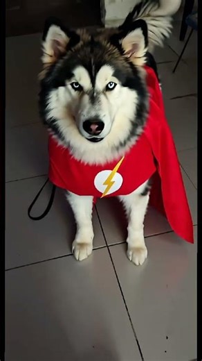 El se llama flash gordon