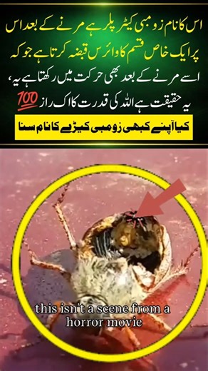 The Real Life Zombie Caterpillar: Nature's Mysterious Virus!#naturefacts#nature#wildlife #shorts#fyp