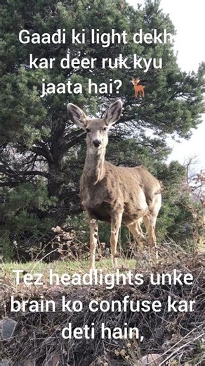 Deer headlights dekh kar ruk kyu jaata hai? 🦌#wildlife #deer #animalbehavior #nature #shorts