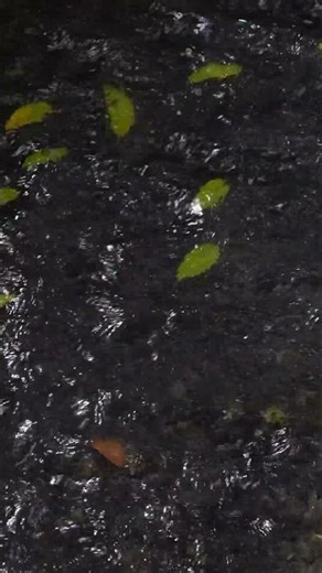 Peaceful River Escape | Peaceful Relaxing Water Sounds