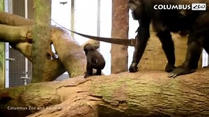 Endangered baby gorilla explores habitat at U.S. zoo