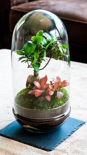 Ficus en TERRARIO ⛰️ • El riego de los terrarios debe ser muy limitadito...Si no, hongos, pudrición y 💀 Este Ficus poco tiene que hacer ya😓 • #ficus #terrario #chicoplantas #plantas #regar | Chico Plantas