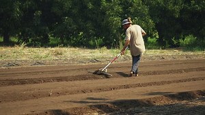 Unrecognizable farmer using a rake for plowing the field and making furrows, cultivating concept