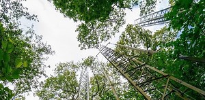 We pumped extra CO₂ into an oak forest and discovered trees will be ‘woodier’ in future