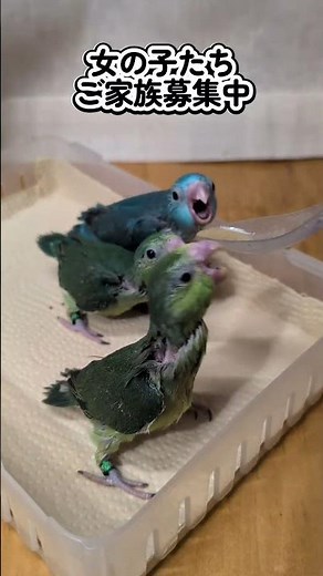 ウロコとマメ 2025 11 18