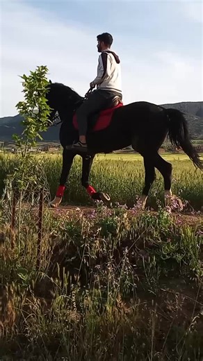 Vidéos de 🐴BIBIS🐴 (@bibis_34_) avec son original - 🎧generous406_jsong🎧
