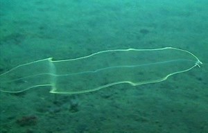 Leptocephalus - Alchetron, The Free Social Encyclopedia