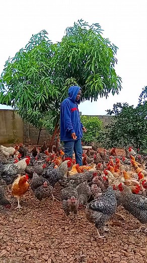 119K views · 3.8K reactions | Very healthy Chickens Keep chickens as flowers in your small compound.. Start harvesting money now!!! Keep following Mute poultry farming #FarmersMindset #chickenfarming #November2025 #lifestyle #mindset #rurallife #fresheggs #eggs #biosecurity #Sustainability | Mute poultry farming | Facebook