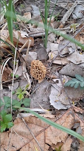 How to find Morel Mushrooms 🔥🔥