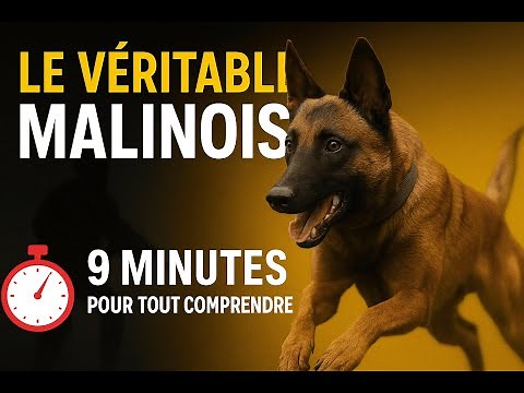 Discover the Secrets of the Malinois in 9 minutes