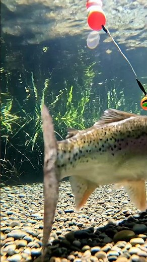 🤯 HUGE Fish Bite Bait! You WON'T BELIEVE What Happened Next! 🎣