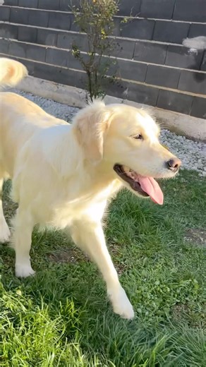 A natural model #goldenretriever #edit #viral #cute #model #spring #easter #puppy #looksmaxxing