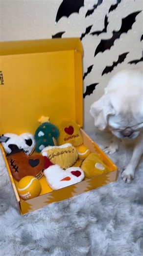 Sky🐾 on Instagram: "Limited Edition @funnyfuzzy_pet toys! It’s perfect gift to your pets to share enjoy and have fun lots of fun! 🧡👻🎃🎄🎅🏼🎁 Code: Sky25 for 25% off #dogsofinstagram #dog #pug"