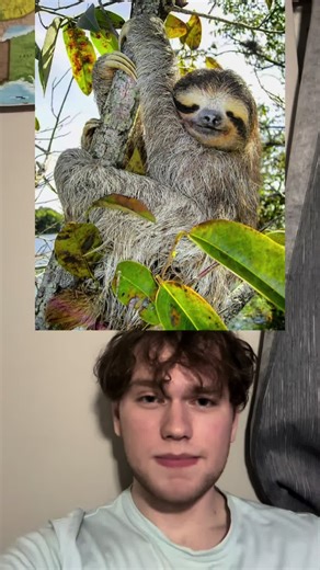 Northern maned sloth #nature #animals