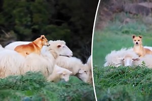 Sheepdog Gets Caught on Video Making Friends With Sheep, Going for Cozy Piggyback Ride
