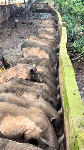 PiggFarming | 3 Ways to Raise Pigs for BIG Farmhouse Profits! 🐷💰 Want to turn pig farming into a highly profitable business? In this video, we’ll show... | Instagram