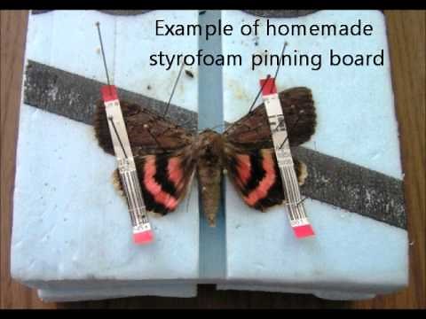 Insect Specimen Preservation Techniques