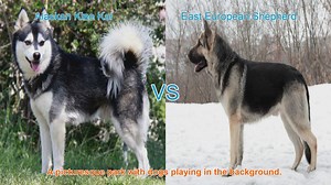 Alaskan Klee Kai VS East European Shepherd