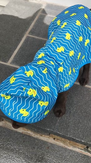 Labrador Puppy Enjoying Rainy Day