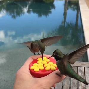 147K views · 6.6K reactions | Combien de chances avez-vous de voir un colibri se poser sur votre main ? À peu autant que de gagner à la loterie... ! | Hélène et les animaux | Facebook
