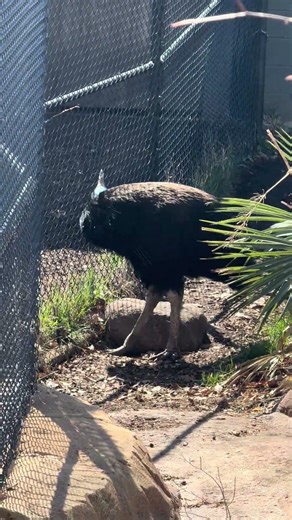 I found Kevin from UP at the Greensboro Science Center , One of the Coolest Kid Spots #zoolife #up