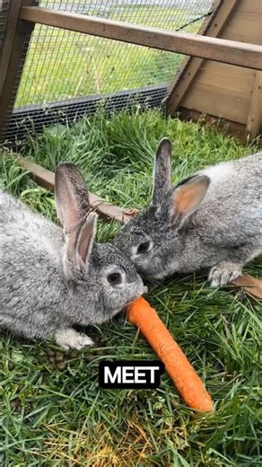 Rabbit or Bunnies #shorts#animals#rabbit#bunny