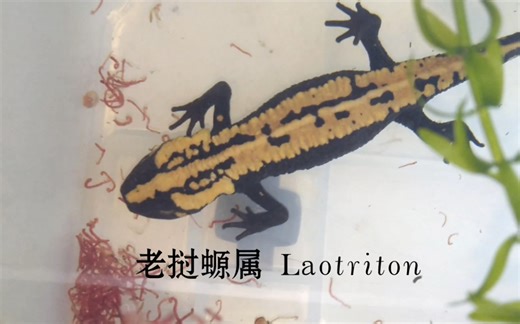 老挝螈属 Laotriton