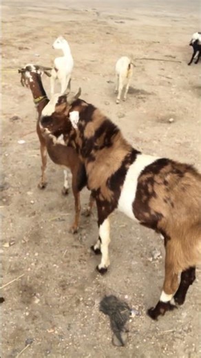 Goat Farming time #healthcare #animals #animals