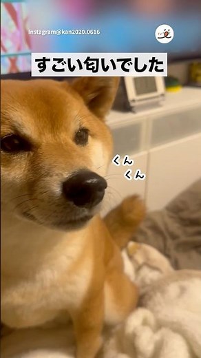 カンくんのプーの匂い｜PECO