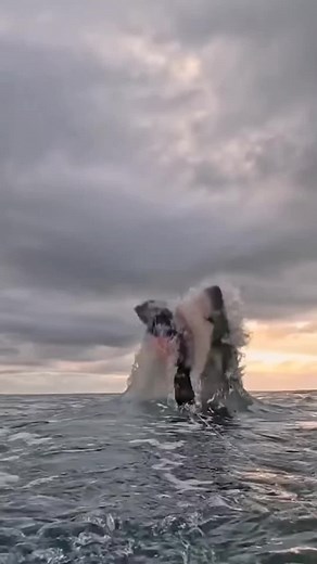 Top 10 Biggest Sharks In The World