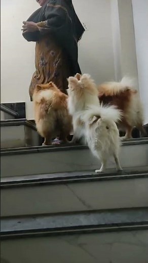 All Dogs Following Mom 🐶❤️ | Cute Dog Family Moment #shorts