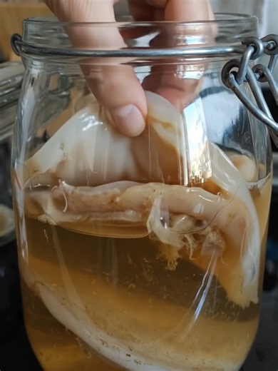 O que é SCOBY e por que ele é essencial para fazer Kombucha