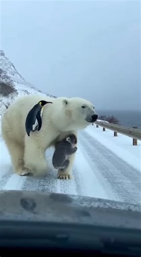 Promptopia AI on Instagram: "A massive polar bear casually crosses an Arctic road with the most unexpected passengers clinging to its legs—a penguin hugging one foreleg while a koala and snow monkey cuddle together on the other. The trio holds on tight as the bear huffs and walks through the falling snow in this surreal dashcam moment."