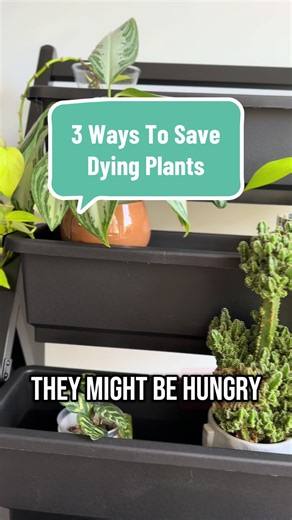 3 Ways to Help Dying Plants 🪴 1. Check your moisture! Overwatering is easy to do and is the #1 plant killer. Check on your soil to determine if watering is needed. If it’s still moist, allow your plant to dry a bit before watering. Also look into bottom watering or using planters with drainage holes so they get the water they need and discard what they don’t. 2. Give them the lighting they prefer. Some plants prefer more shade than others and can burn from too much light exposure while others c