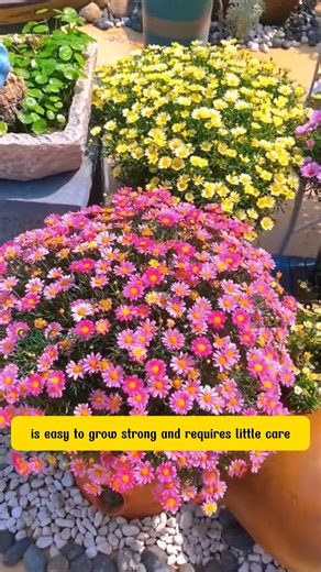 From Seeds to a Mosquito Free Paradise — Pest Killer Daisy! | Dodo Garden