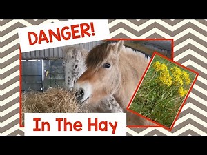 I FOUND RAGWORT IN MY HAY! advise on how to spot this poisonous plant