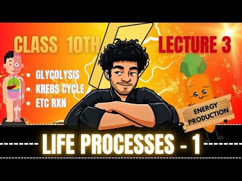 Glycolysis, Kreb's Cycle, ETC Reaction | Life processes in Living Organisms Part - 1 | Class 10 SSC
