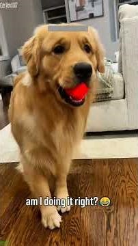 Funny Cat ❤️ #animals ❤️ # Episode 1158