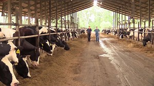 41K views · 580 reactions | Did you know that the small town of Bell, Florida is a world hub of dairy farming knowledge?! Let us introduce you to Don Bennink of North Florida Holsteins and his student interns -- who come from all over the world. #UndeniablyDairy #FloridaMilk #JuneDairyMonth | Florida Milk | Facebook