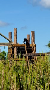 Climbing, grooming, foraging, and exploring… it’s a perfect Sunday morning on Rufus’ Island! We hope everyone is enjoying their weekend as much as Rufus’ Family! | Save the Chimps, Inc.