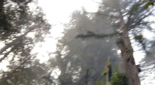 The Biodiversity of Coast Redwood Forests