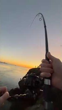 Cold Cape Cod Striper in the Fall Run | Surfcasting Late Season Bass #GetFishorDieTrying