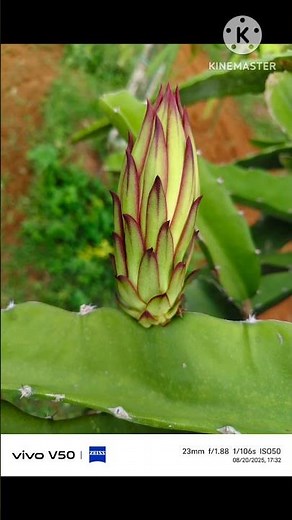 dragon fruit bud to flowering time