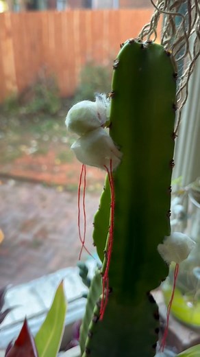 🌵Euphoria in Bloom🌸 Some plants carry more than beauty-they carry memories. Ana’s beloved Euphoria plant, a wedding gift from the host of her and Rob’s Mexican celebration, was struggling for years… until she gave it a little extra love. When she repotted it with a triple dose of Soil Food Premium Worm Castings and Natural Juices, everything changed. ✨ The plant bounced back, 🌼 began to bloom, and soon produced seed pods ready to burst with life! Because Euphoria and other cacti and succulent
