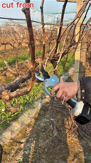 Grape Vine Pruning for Maximum Yield 🍇✂️ | Satisfying Cuts #shorts​ #pruning​ #grapepruning​
